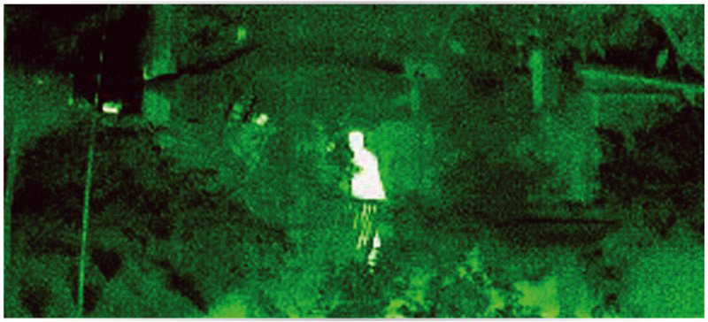 Argus_Hidden_fugitive