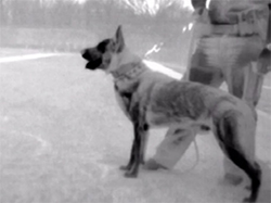 Seek_Thermal_ShieldPro_App3_tn